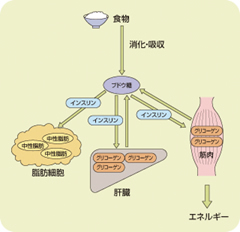 糖尿病の基本