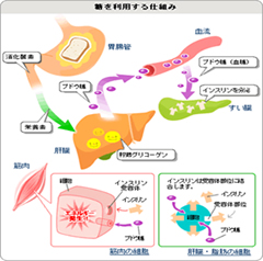 糖尿病の基本