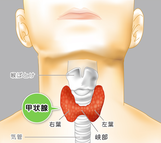 甲状腺