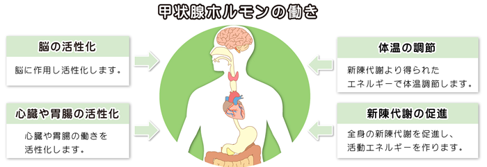 甲状腺